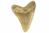 Fossil Megalodon Tooth - North Carolina #257963-1